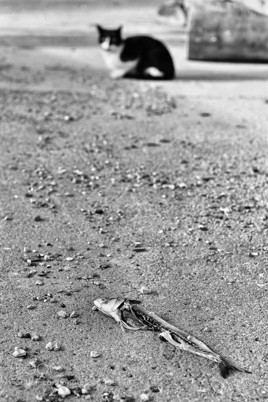 Canon EOS 450D (EOS Rebel XSi / EOS Kiss X2) sample photo. Cat and fish photography