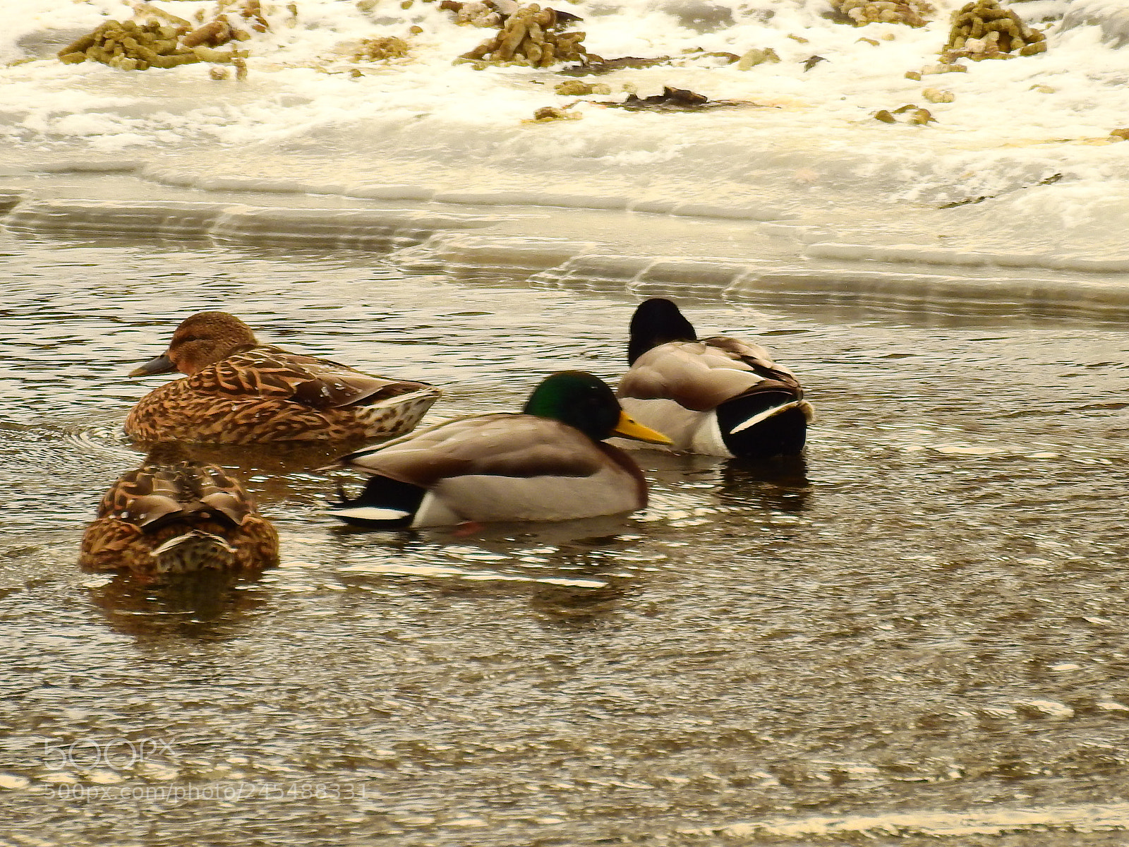 Nikon Coolpix P900 sample photo. Group of mallards photography