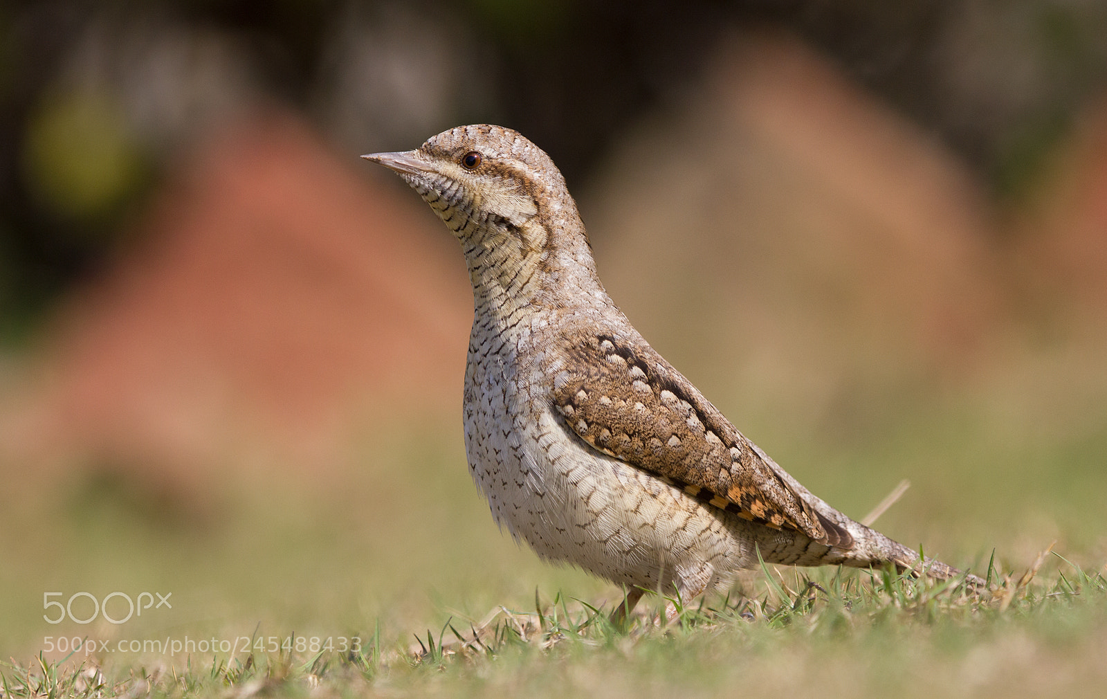 Canon EOS 550D (EOS Rebel T2i / EOS Kiss X4) sample photo. Eurasian wryneck photography