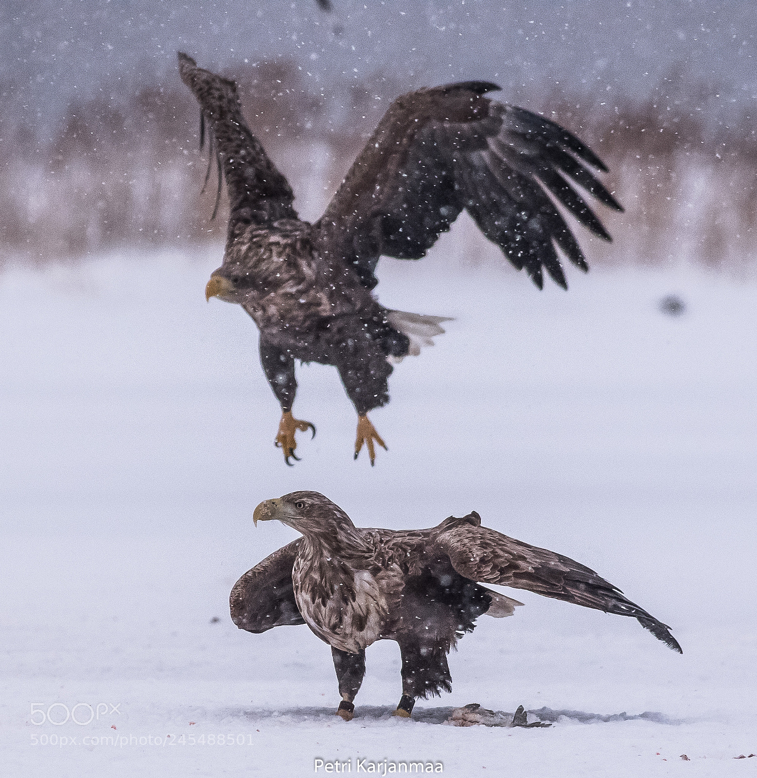 Canon EOS 7D Mark II sample photo. Northern nature ii photography