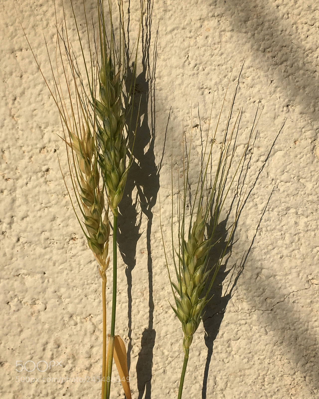 Apple iPhone SE sample photo. Wheat in a sunny photography