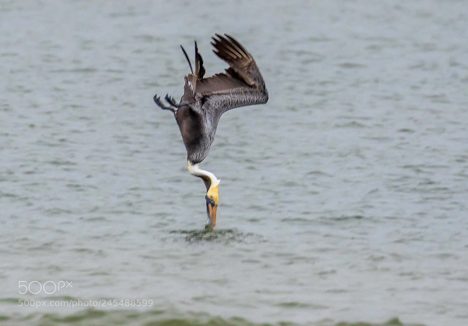 Canon EOS 7D Mark II sample photo. Pelican in perpendicular dive photography