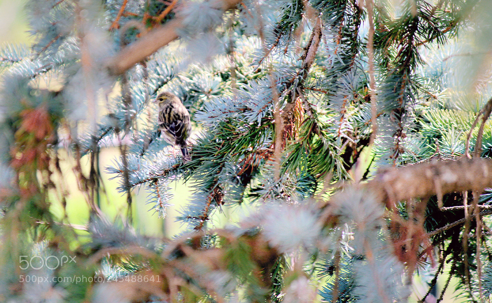 Canon EOS 1300D (EOS Rebel T6 / EOS Kiss X80) sample photo. A little bird photography
