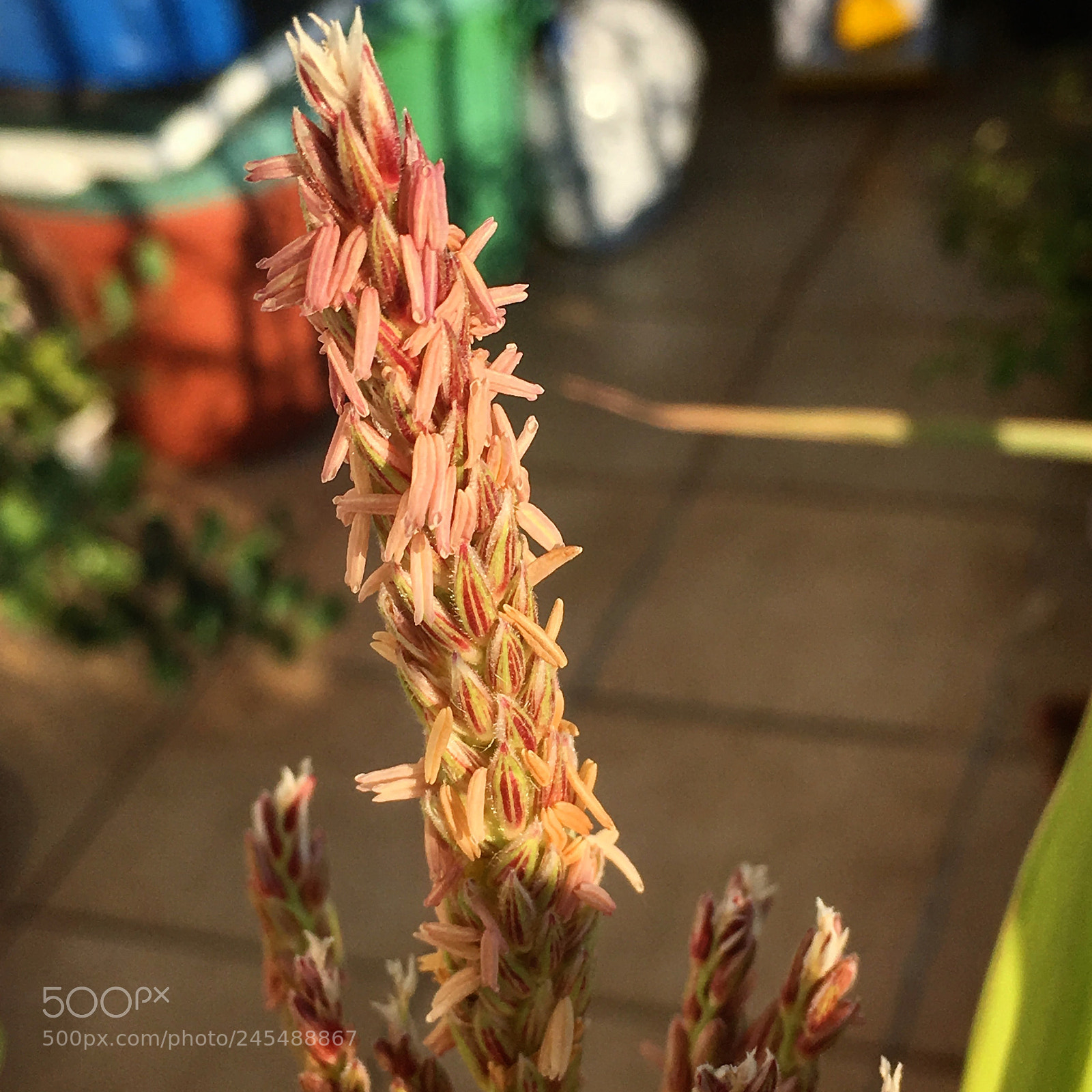 Apple iPhone SE sample photo. Corn pollen photography