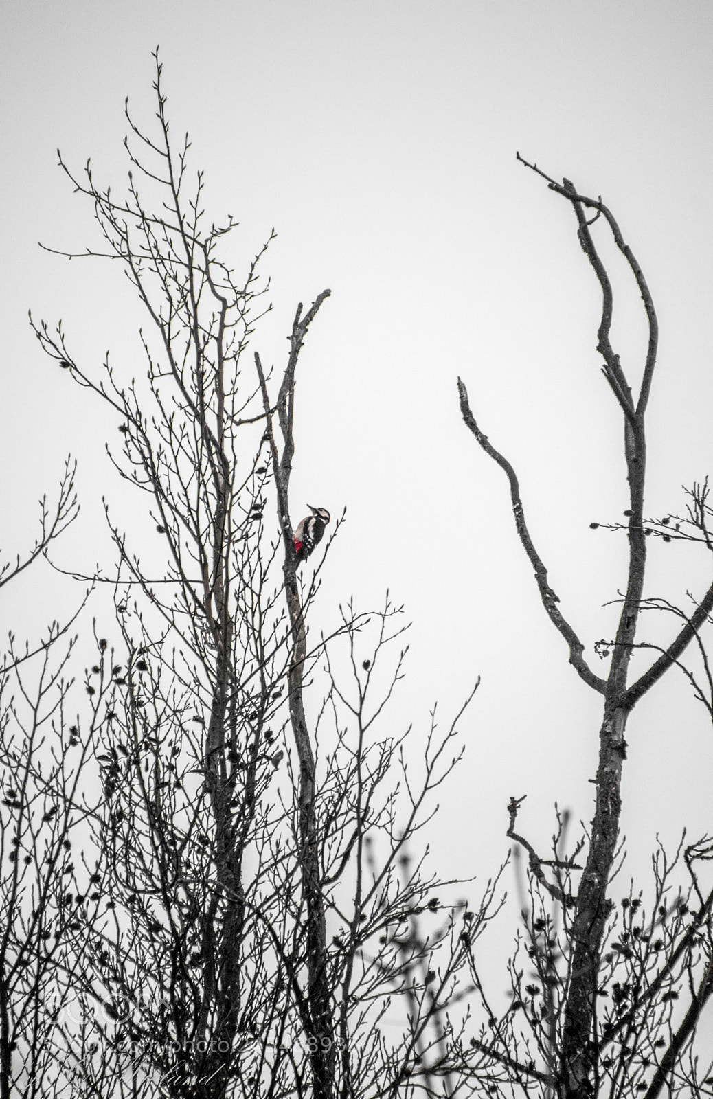 Nikon D5500 sample photo. Little woodpecker photography