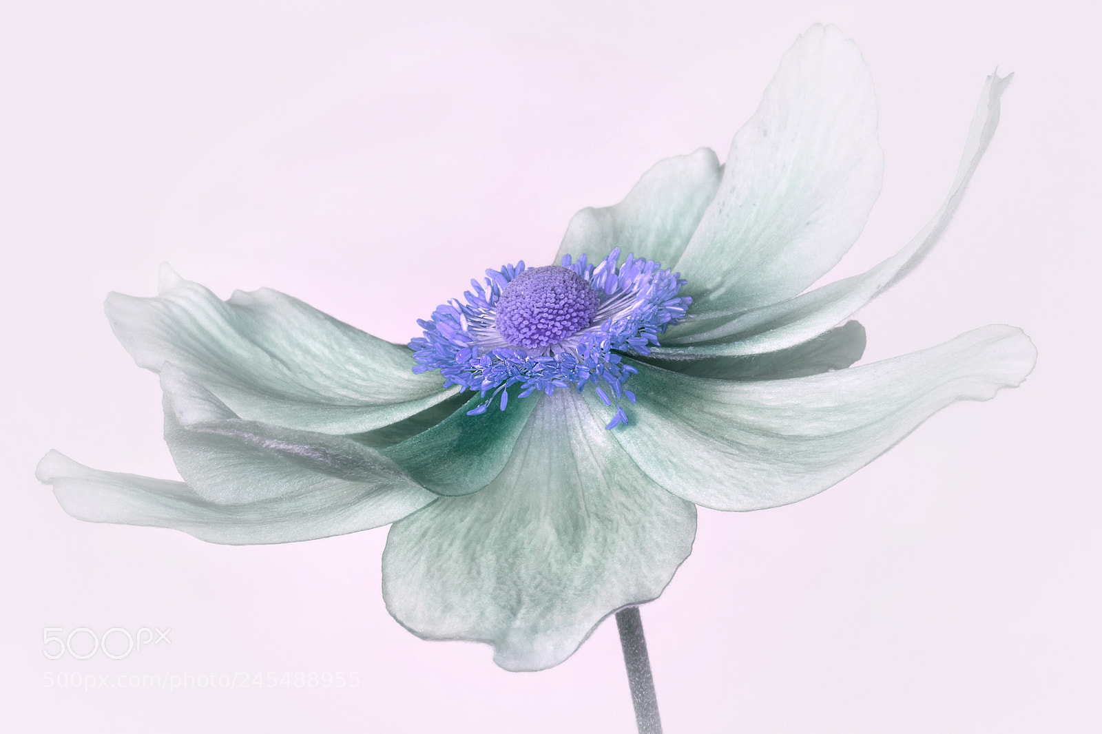 Canon EOS 60D sample photo. Colorful photography