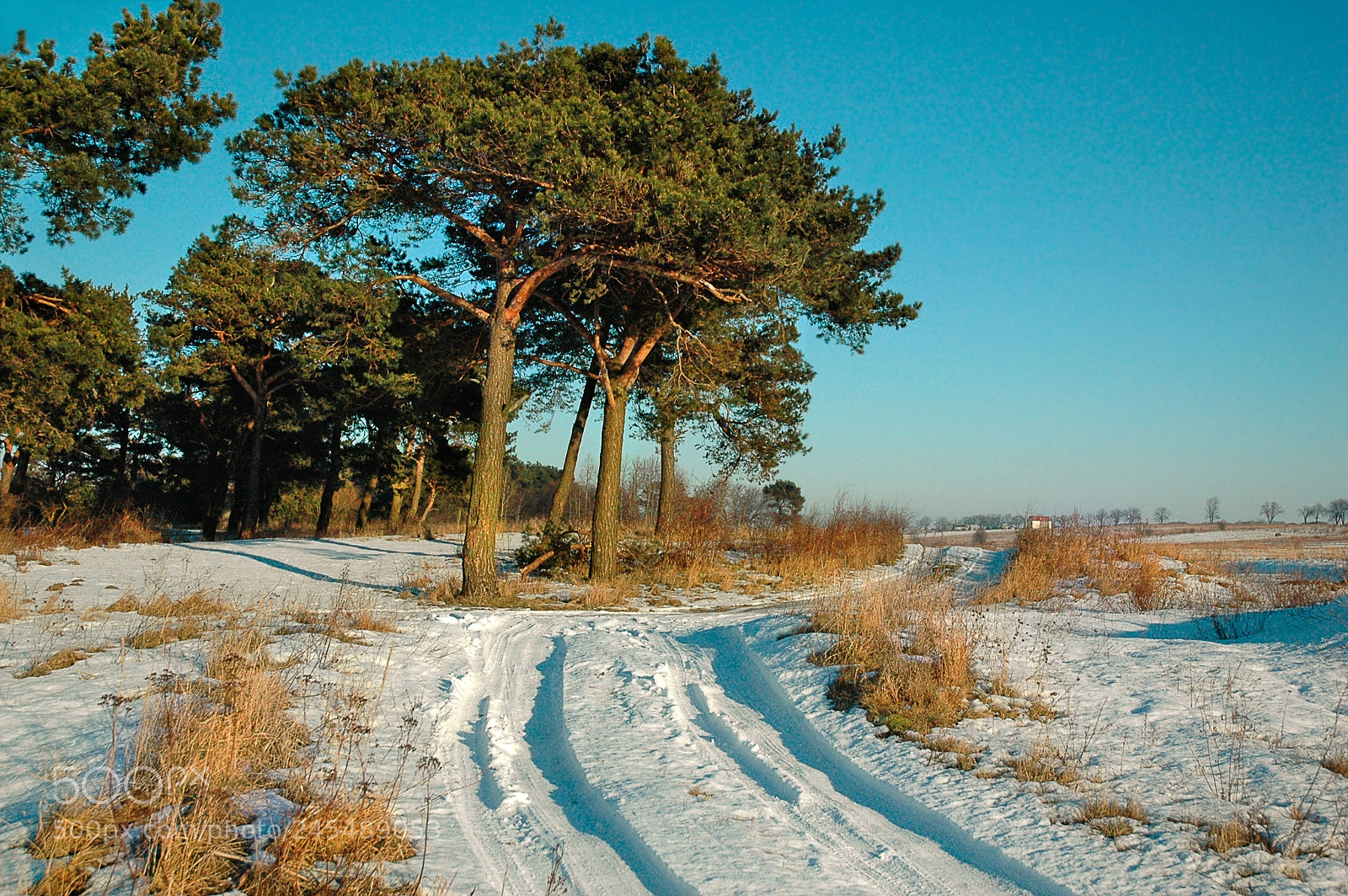 Nikon D70 sample photo. Frosty winter day photography