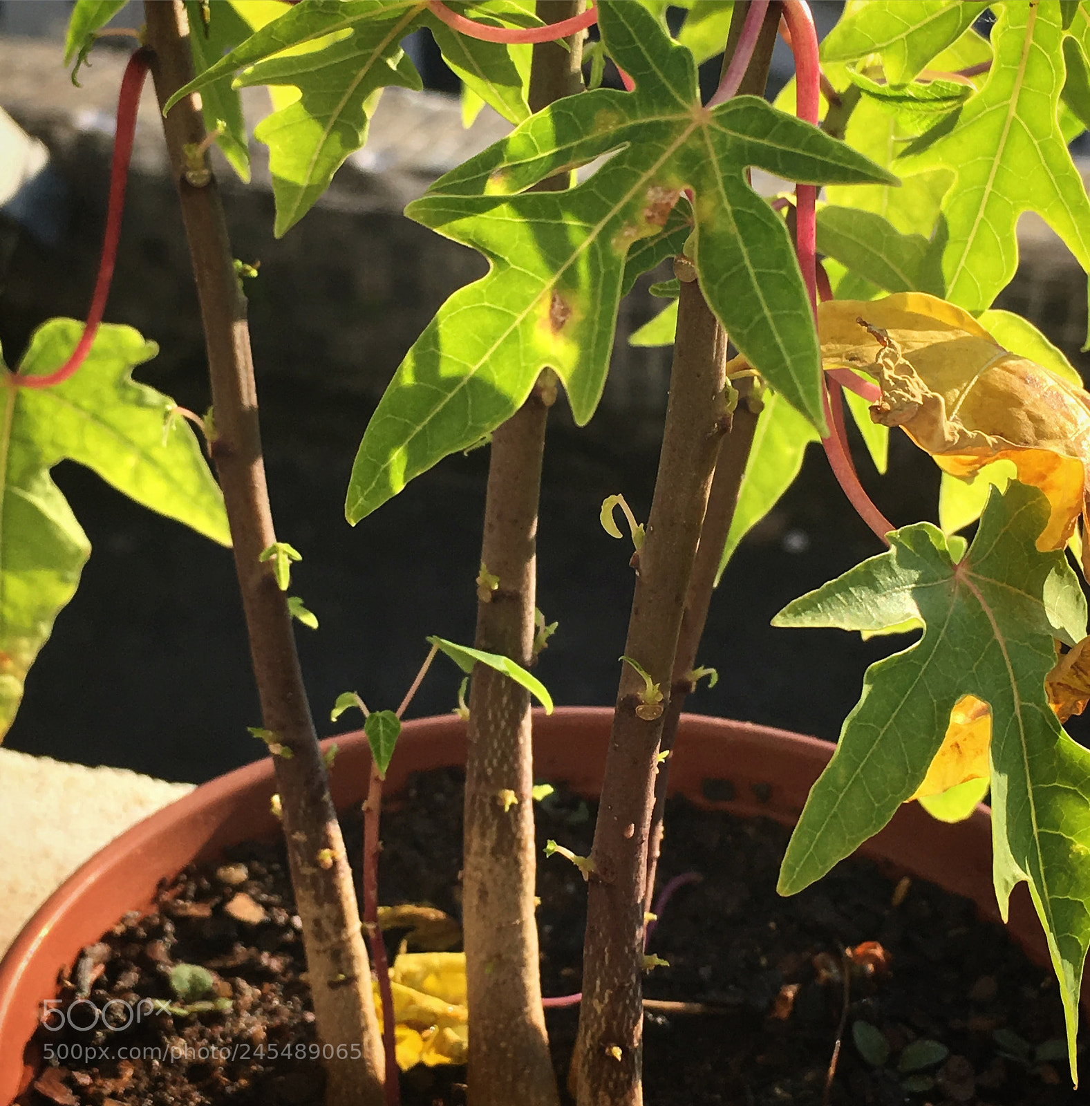 Apple iPhone SE sample photo. Papaya tree photography