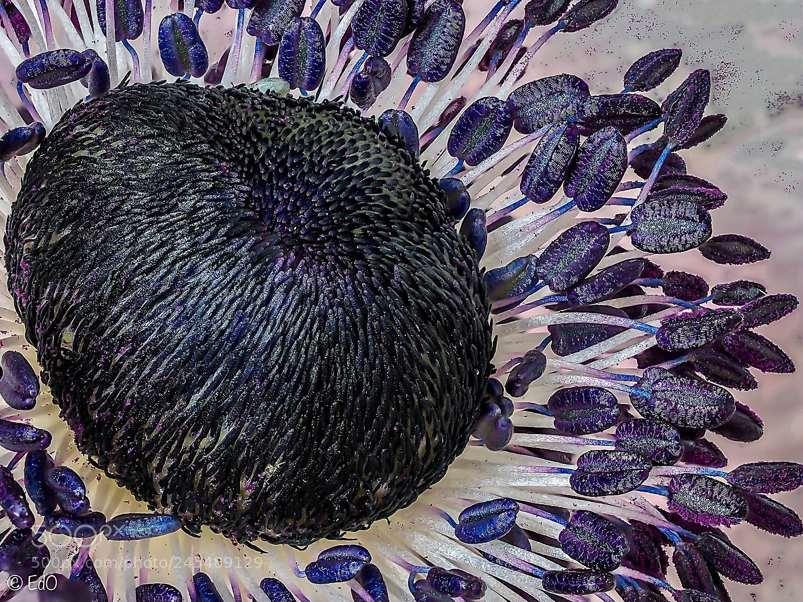 Olympus OM-D E-M1 Mark II sample photo. White purple anemone photography