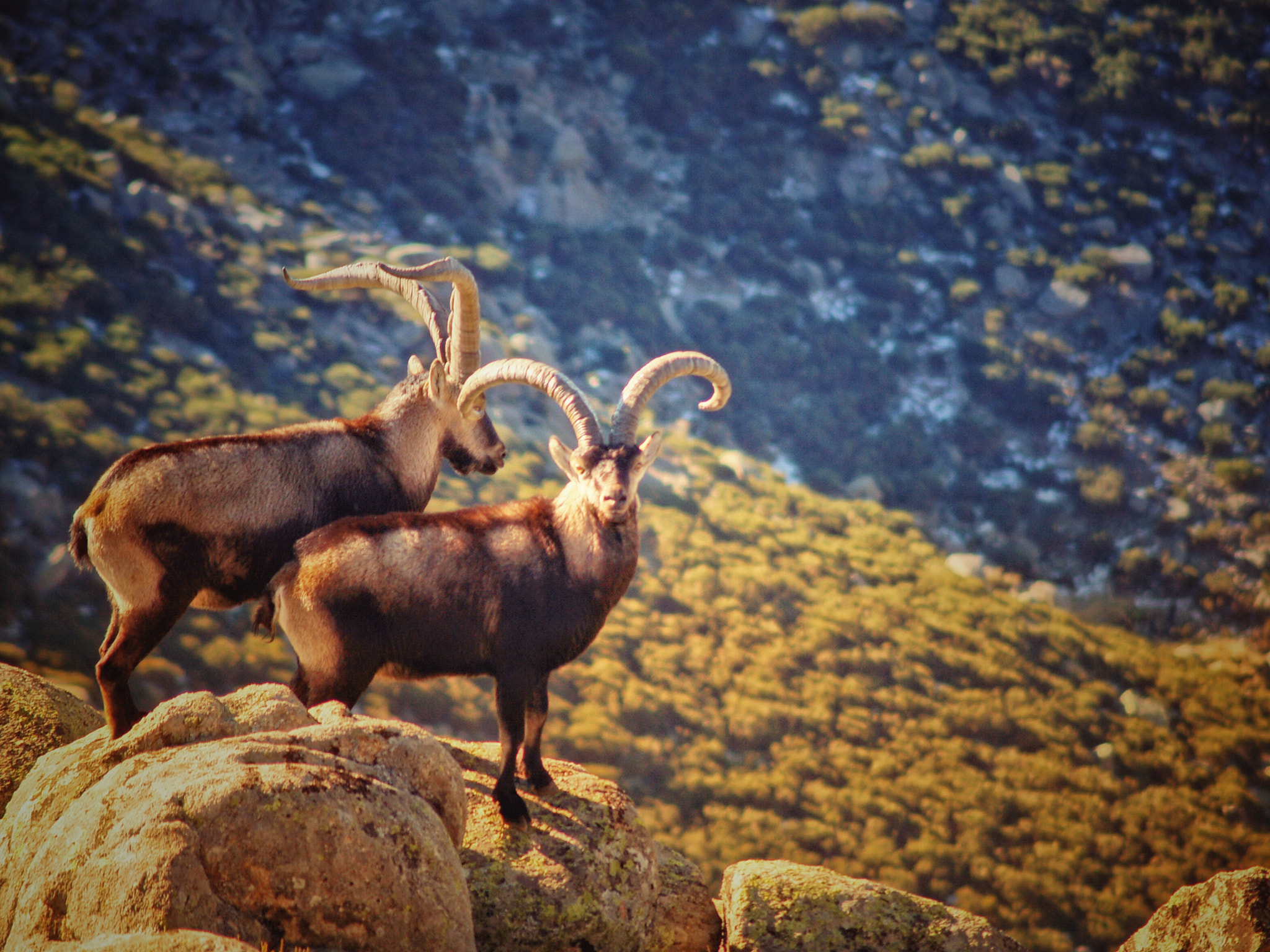 Olympus E-330 (EVOLT E-330) sample photo. Guardianes del monte photography