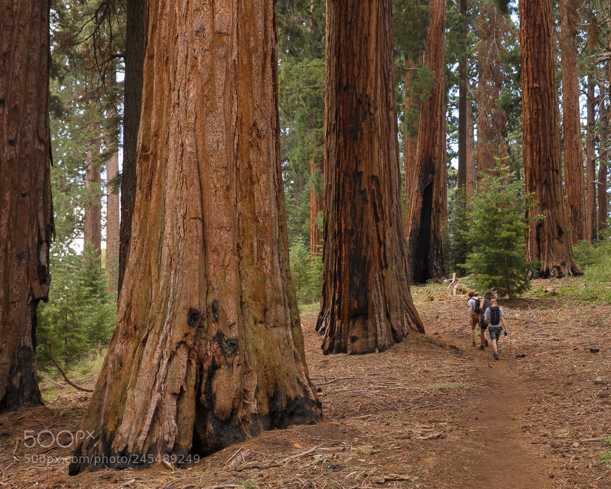 Canon EOS 5DS R sample photo. Sequoia national park xi photography