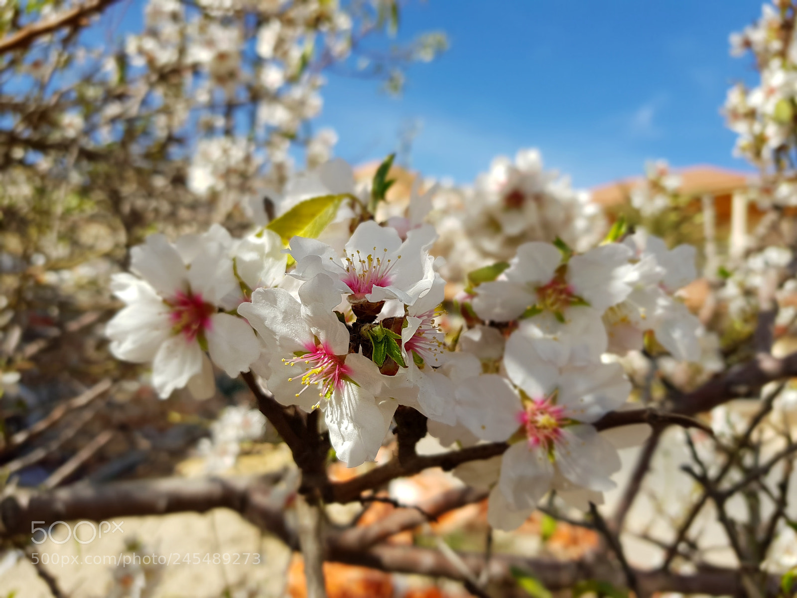 Samsung Galaxy S8+ sample photo. Almond blossom in february! photography