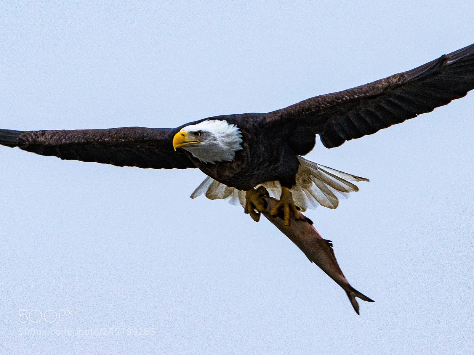 Canon EOS 7D Mark II sample photo. With fish photography
