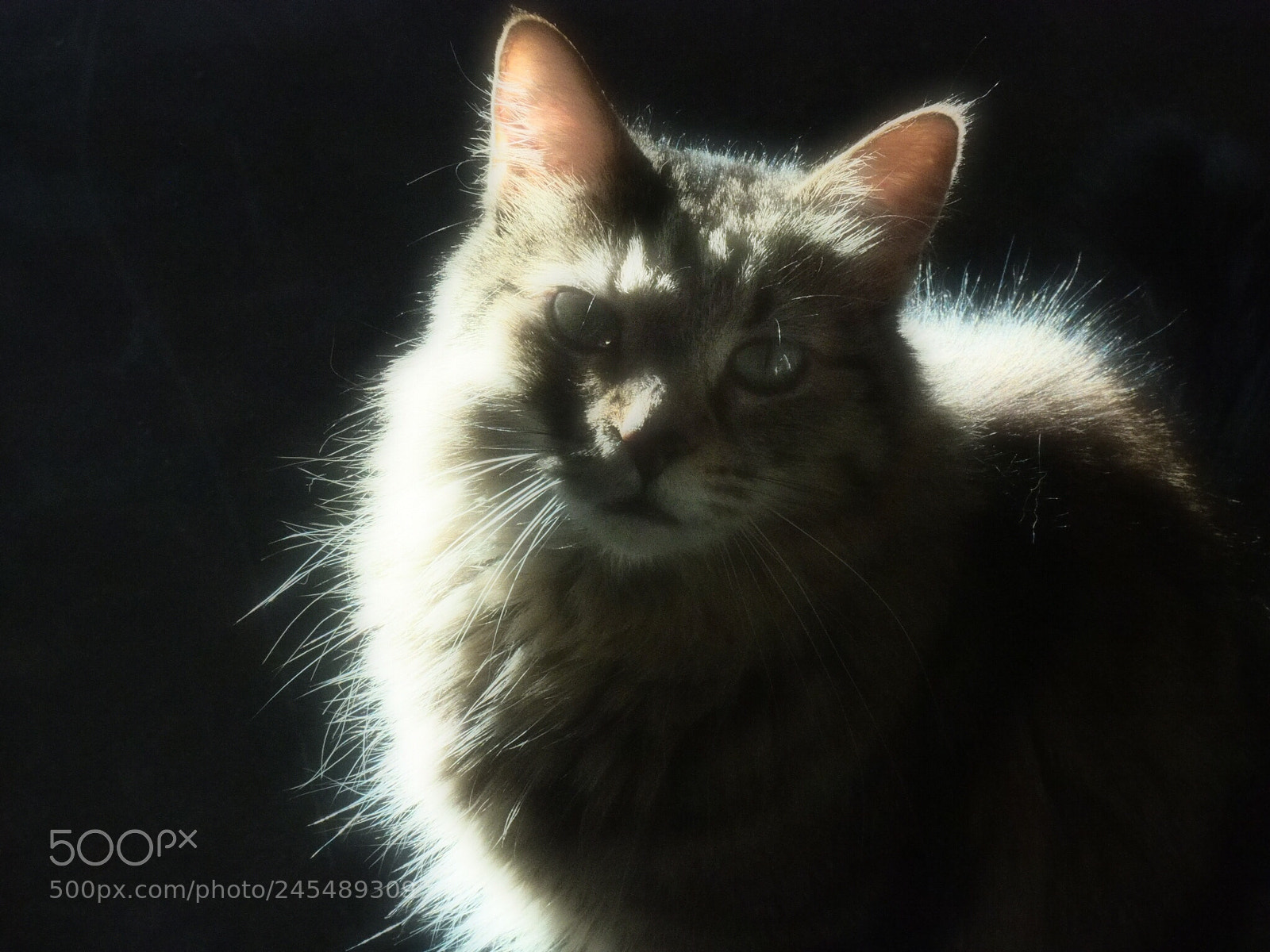 Olympus OM-D E-M5 II sample photo. Joe photography
