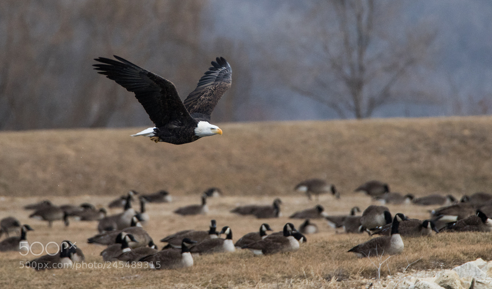 Canon EOS 7D Mark II sample photo. Eagle among geese photography