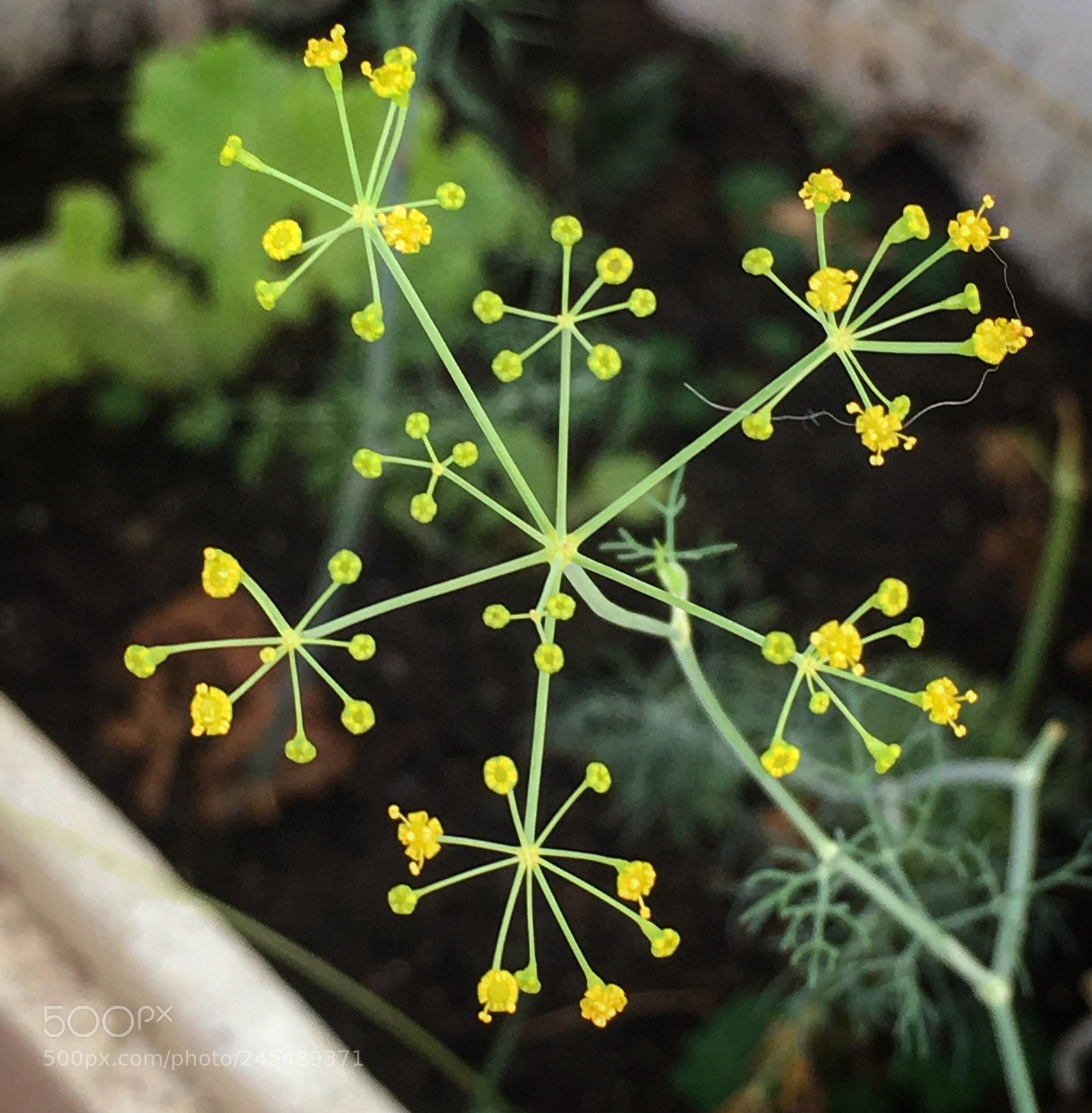 Apple iPhone SE sample photo. Dill flower photography