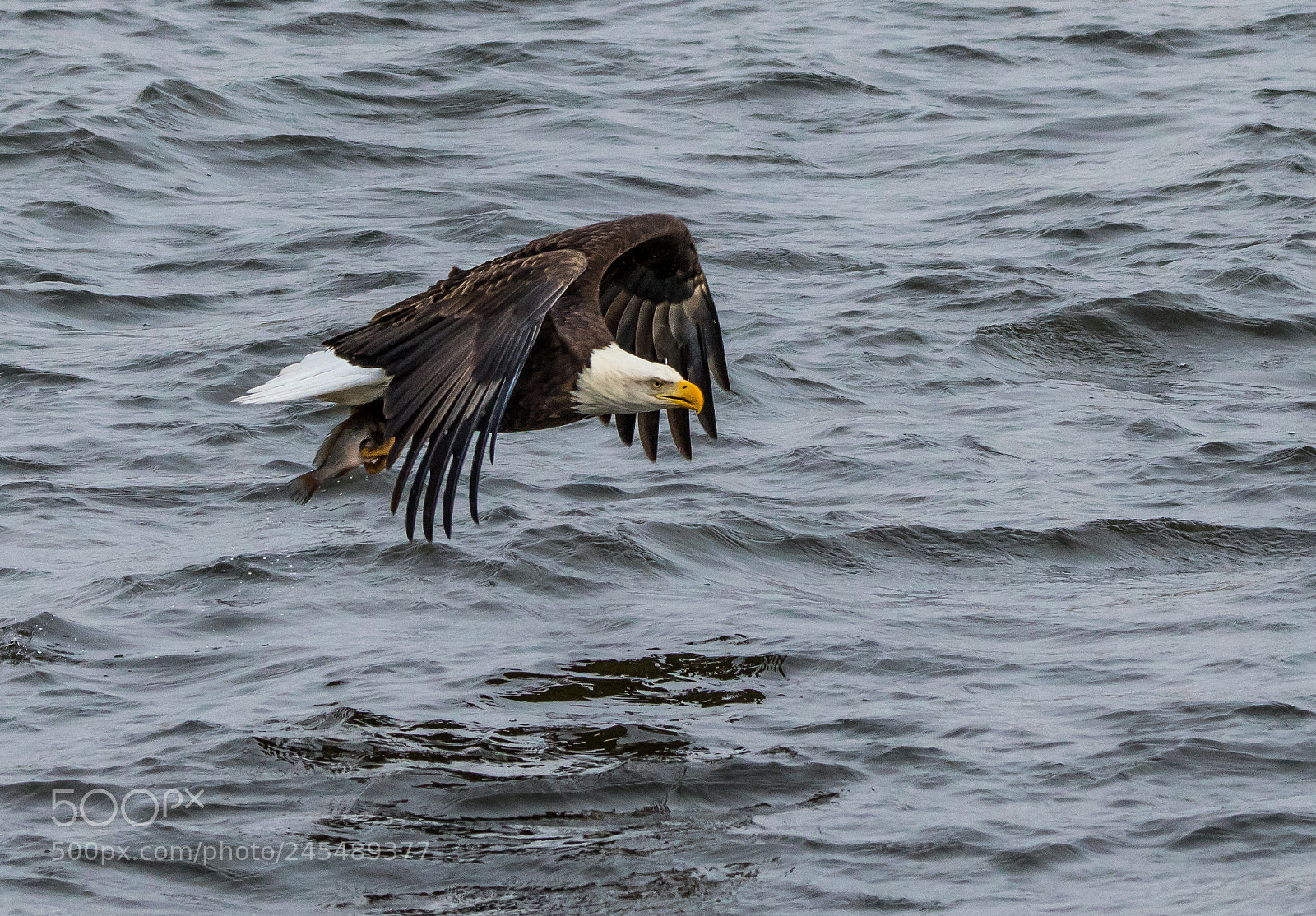 Canon EOS 7D Mark II sample photo. Fresh catch photography