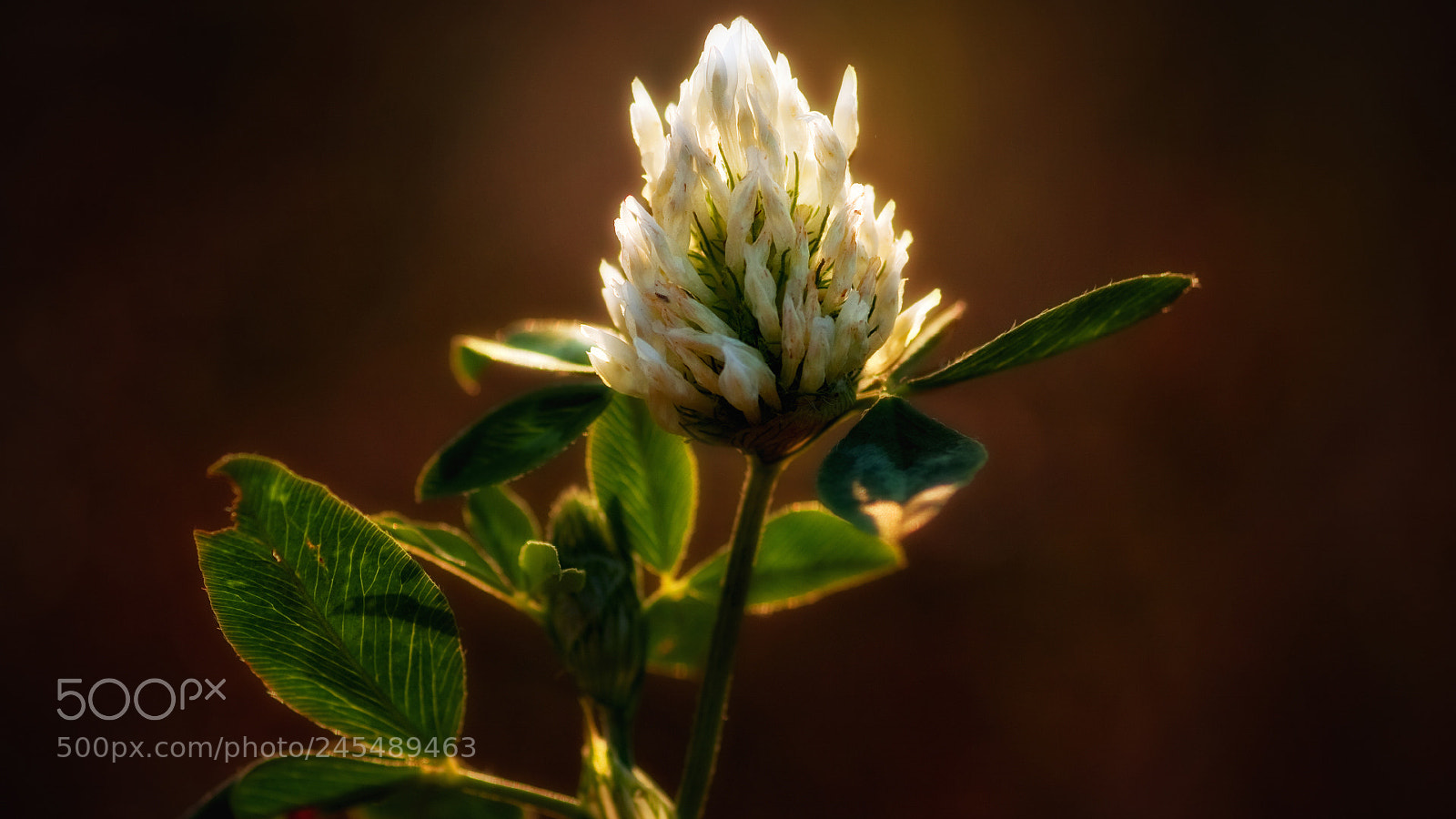 Canon EOS 50D sample photo. - photography