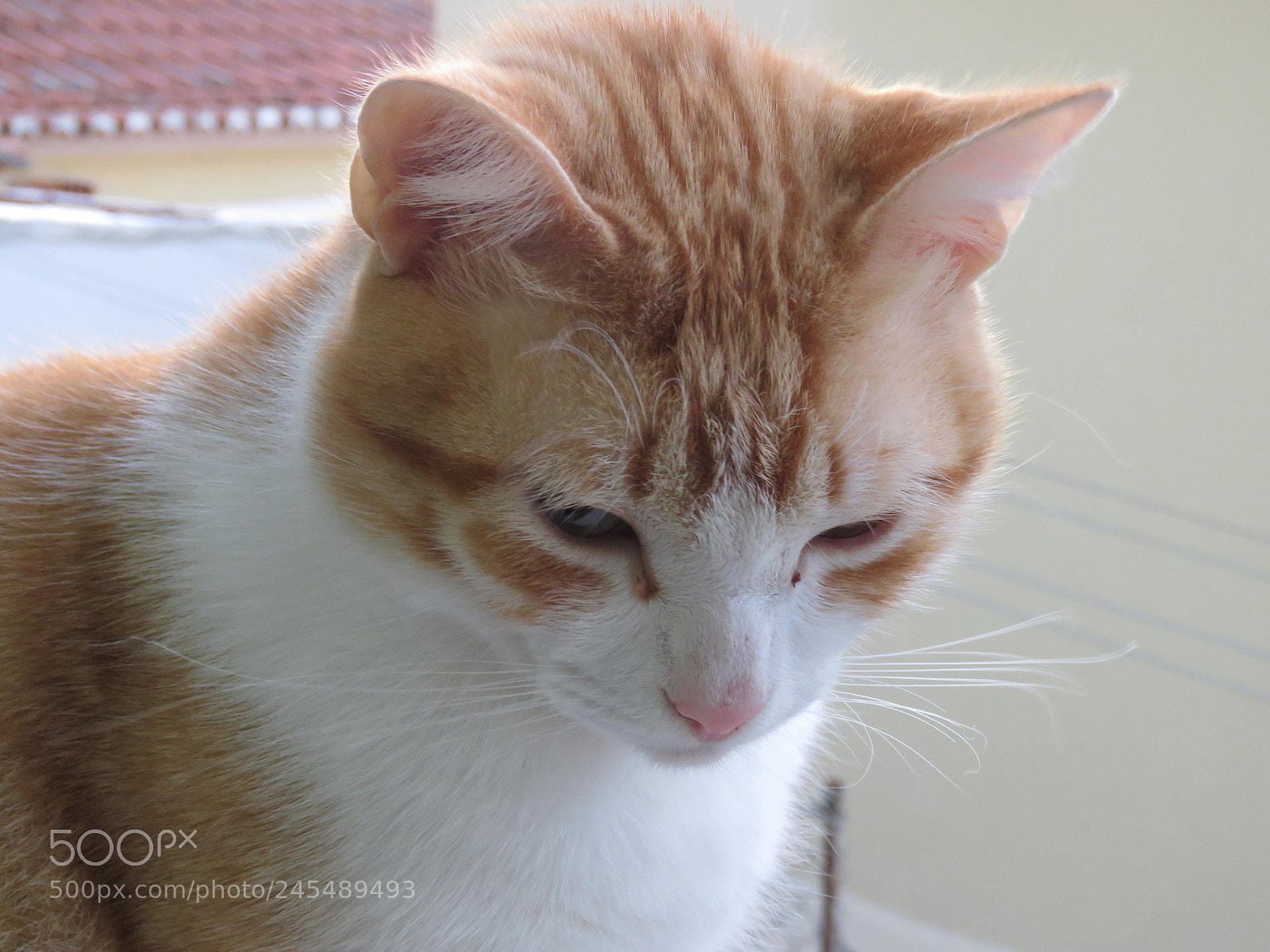 Canon PowerShot SX60 HS sample photo. Img photography