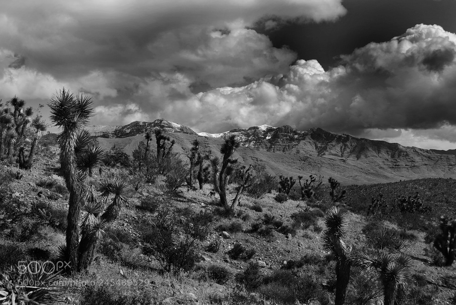 Nikon D3000 sample photo. Joshua trees and clouds photography