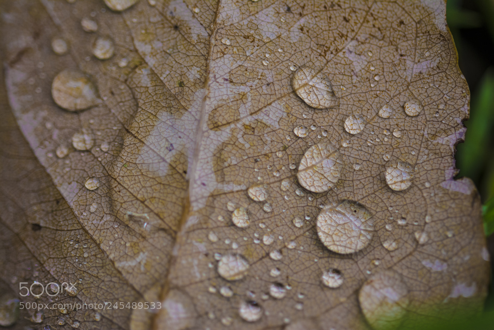 Nikon D7100 sample photo. "small things close up" photography