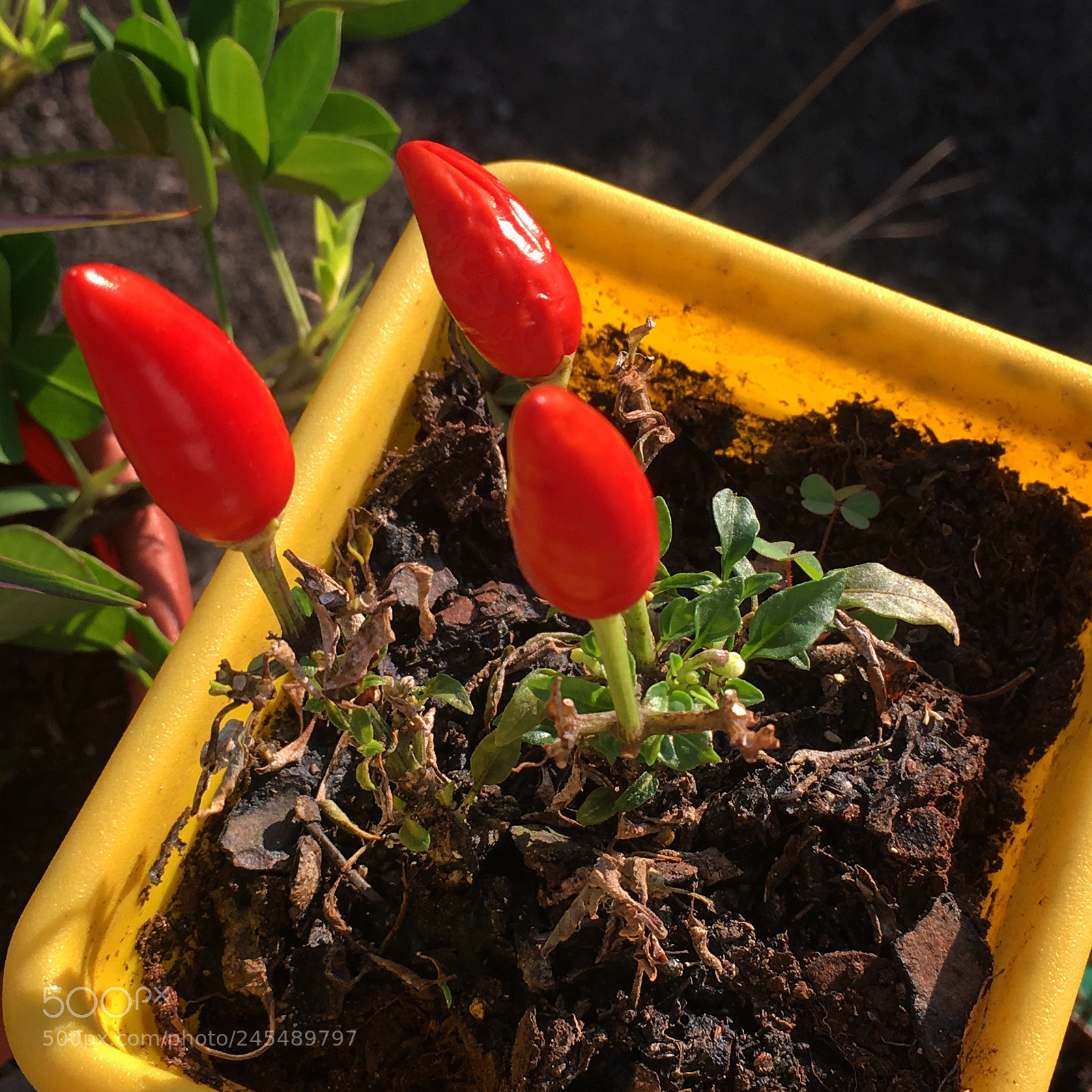 Apple iPhone SE sample photo. Pepper photography