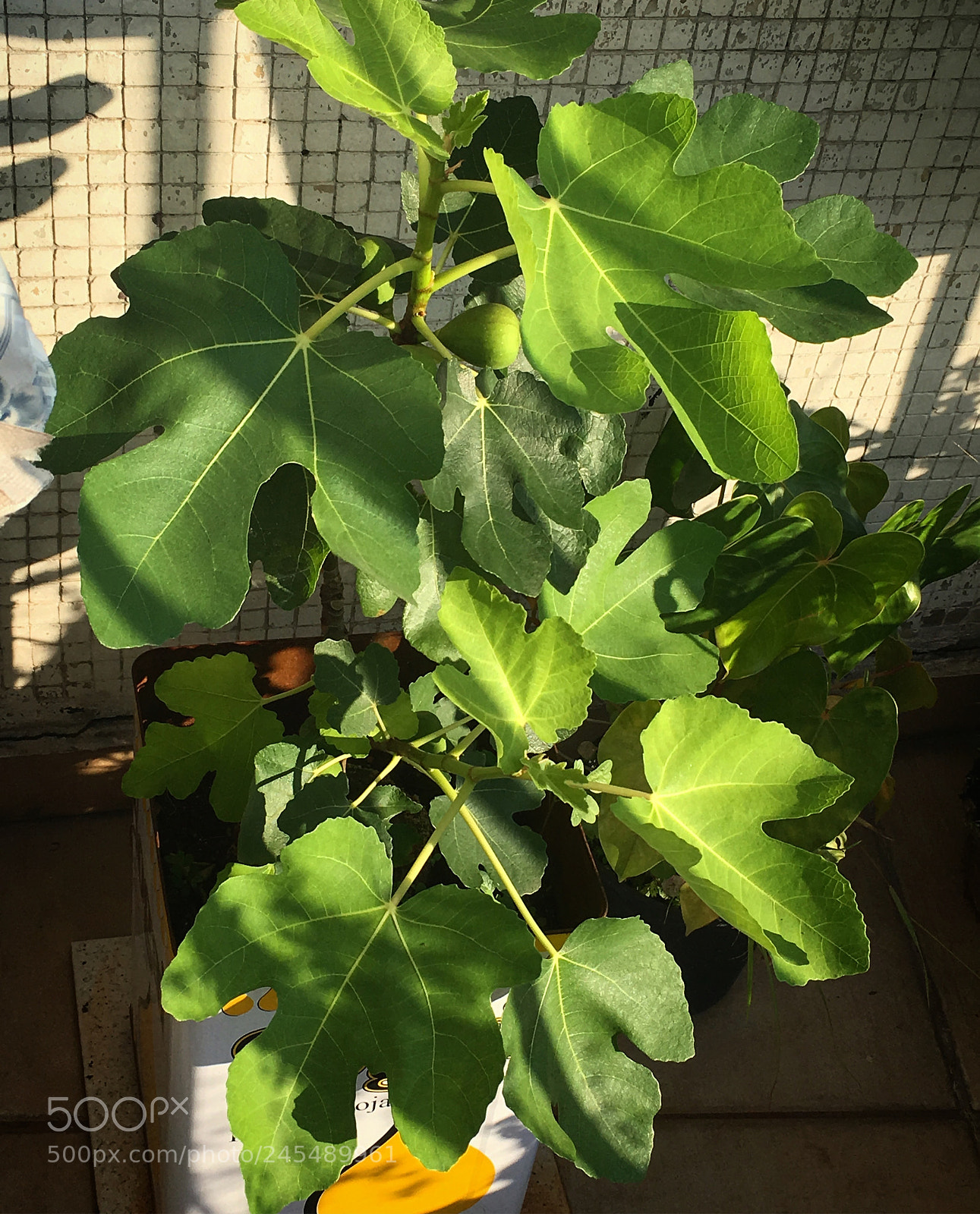 Apple iPhone SE sample photo. Fig tree photography