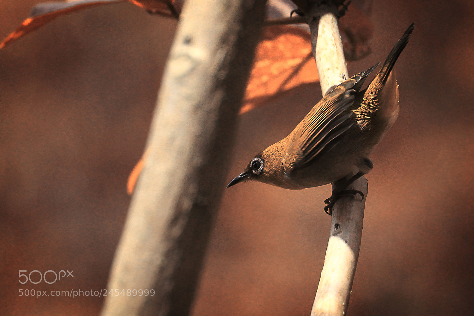 Canon EOS 700D (EOS Rebel T5i / EOS Kiss X7i) sample photo. Bird's photography