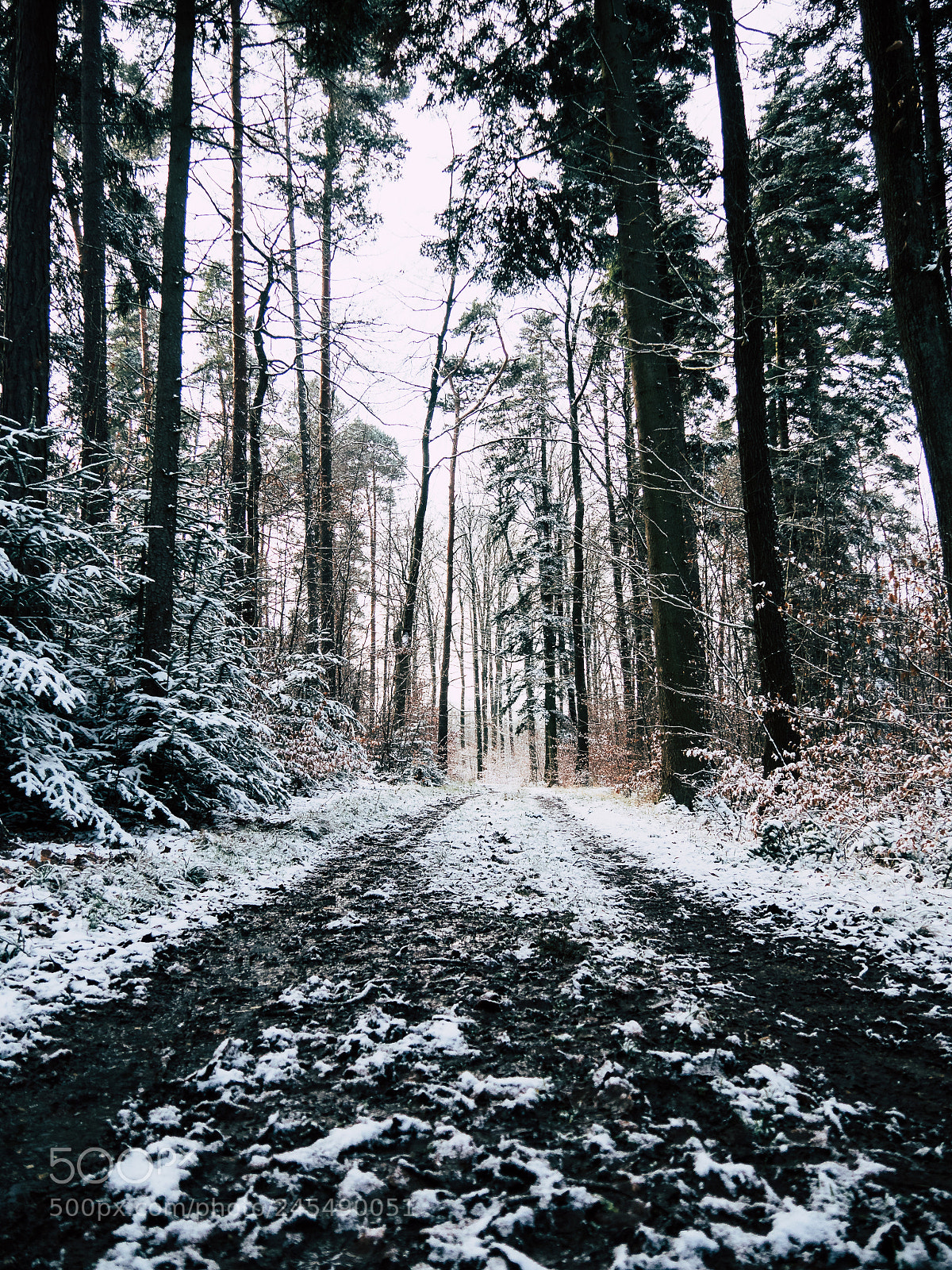 Panasonic Lumix DMC-GH4 sample photo. Straight through the forest photography