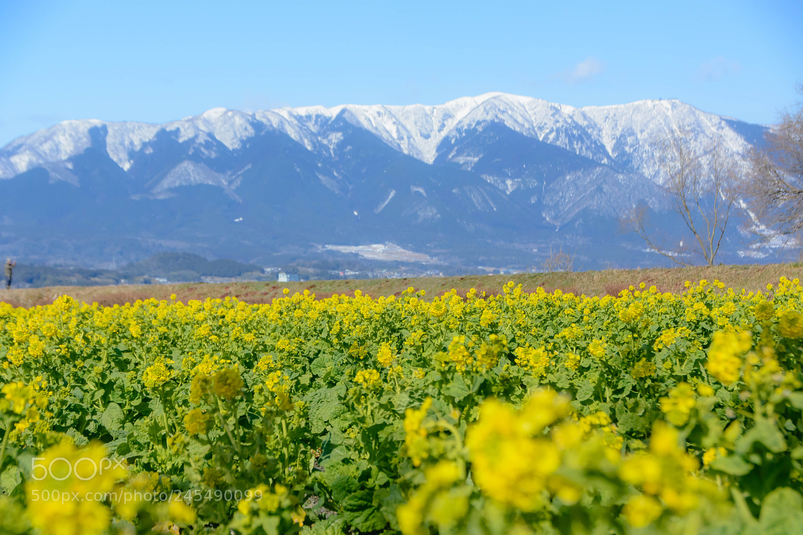 Nikon D5200 sample photo. 春と冬の鬩ぎあい photography