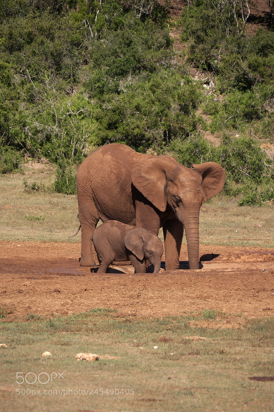 Panasonic Lumix DMC-G5 sample photo. Elephant-family photography