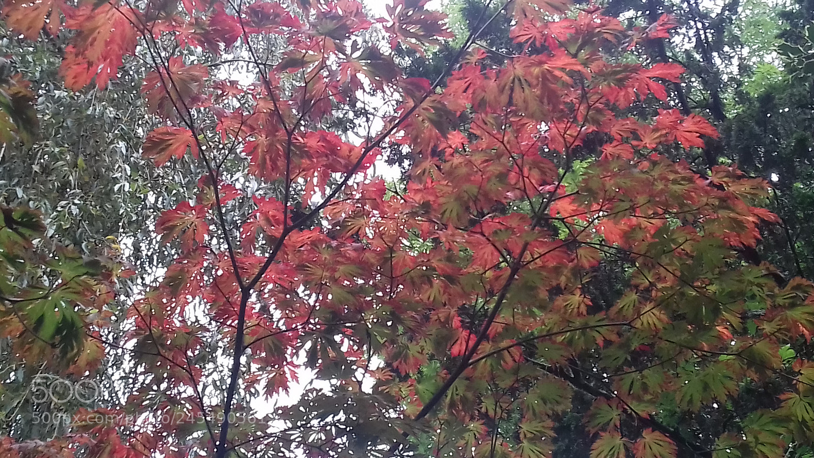 Samsung Galaxy J3(2016) sample photo. Beautiful autumnal red photography
