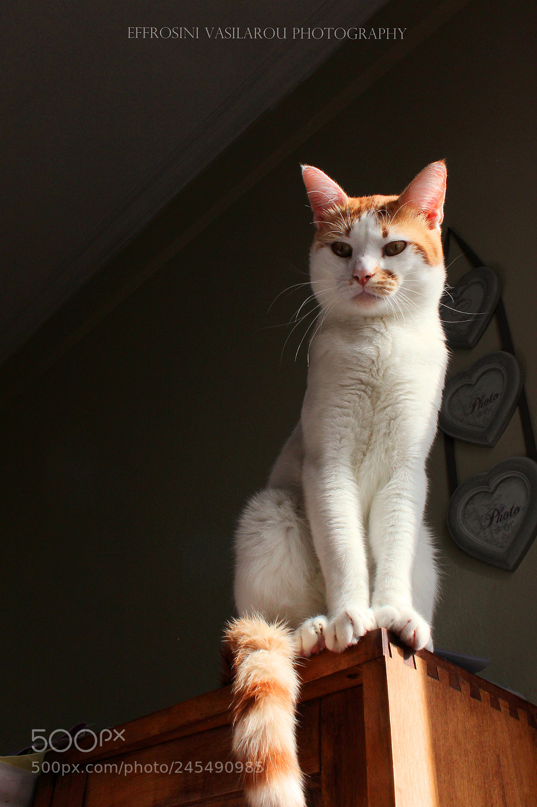 Canon EOS 700D (EOS Rebel T5i / EOS Kiss X7i) sample photo. Alex. photography