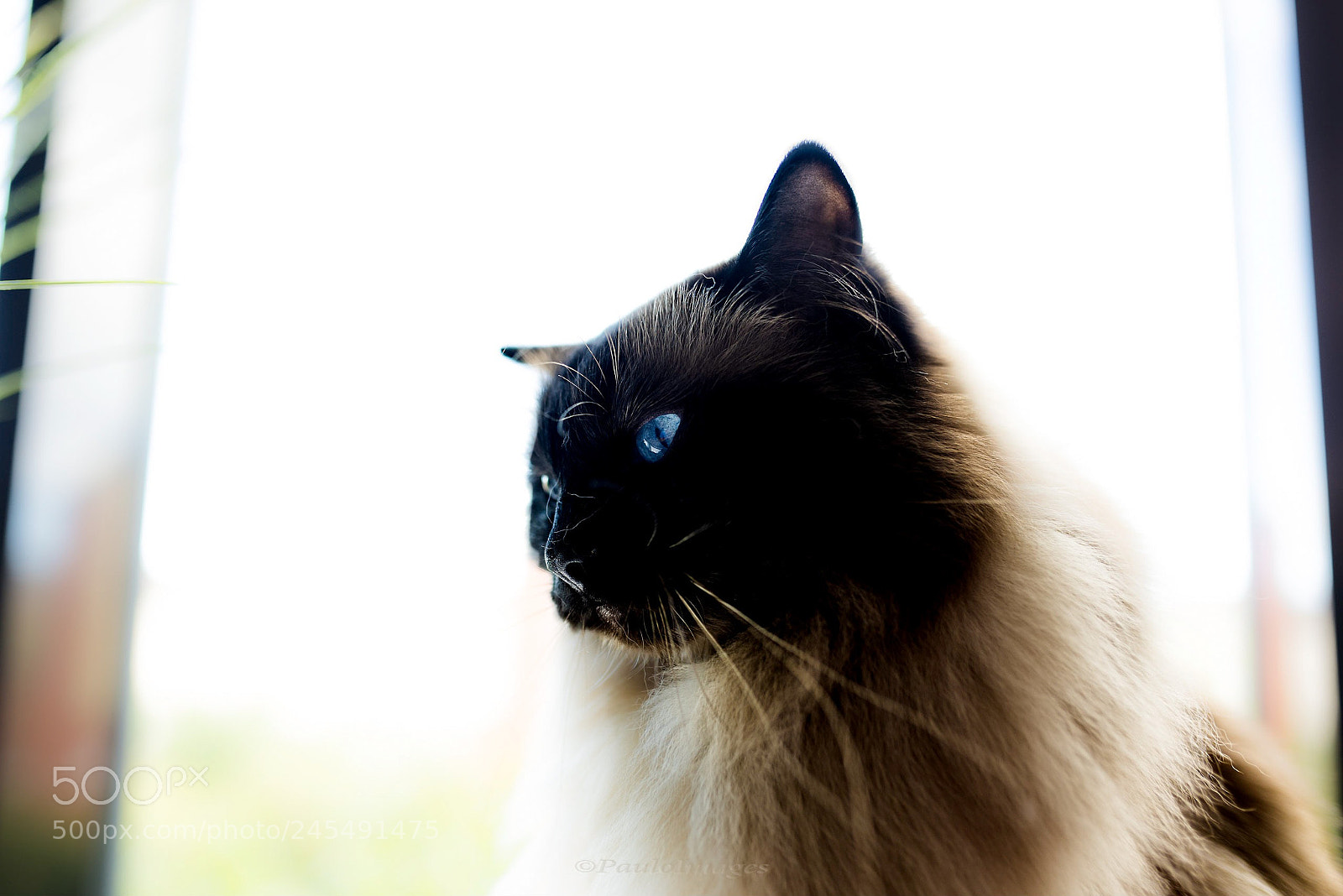 Nikon D810 sample photo. Feline focus photography