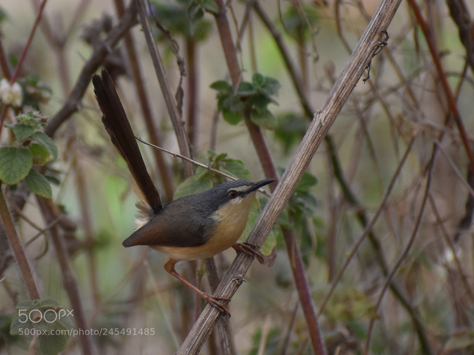 Nikon D3400 sample photo. Yellow-bellied bush warbler photography