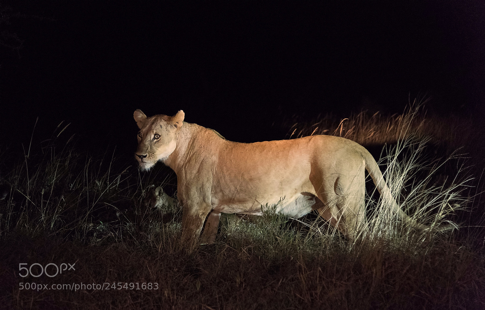 Nikon D810 sample photo. Night hunting photography