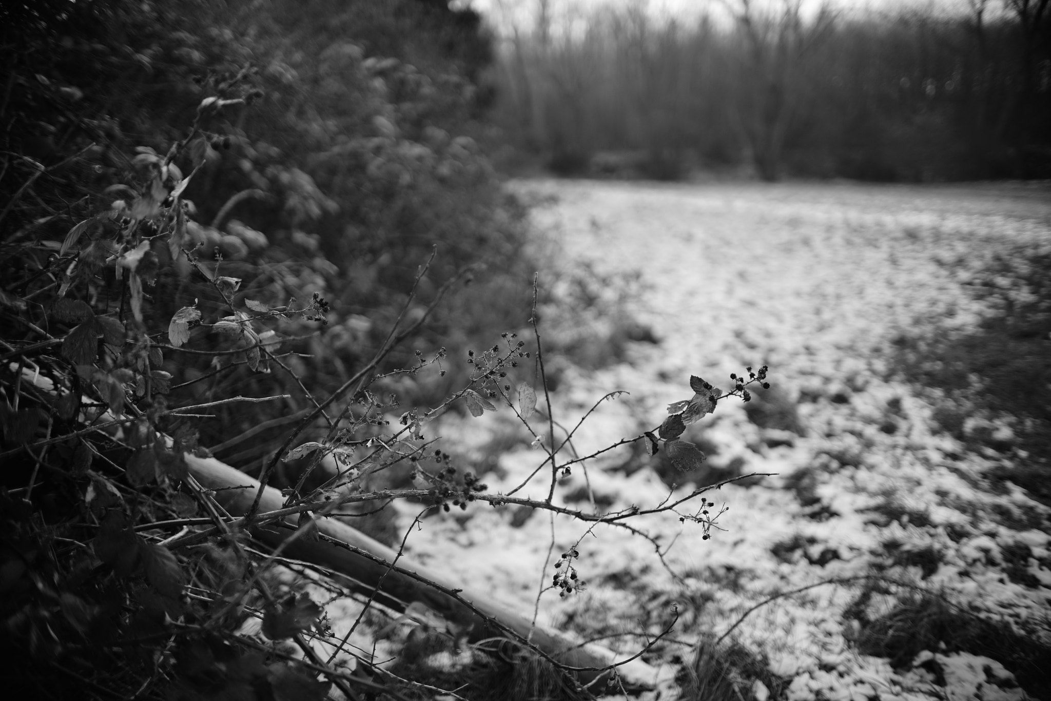 Sigma 30mm F1.4 DC DN | C sample photo. Remain of last harvest photography