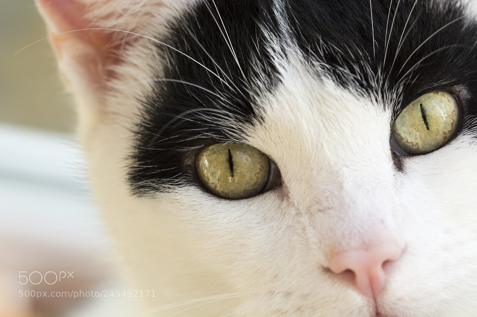 Nikon D5200 sample photo. Wide eyed photography