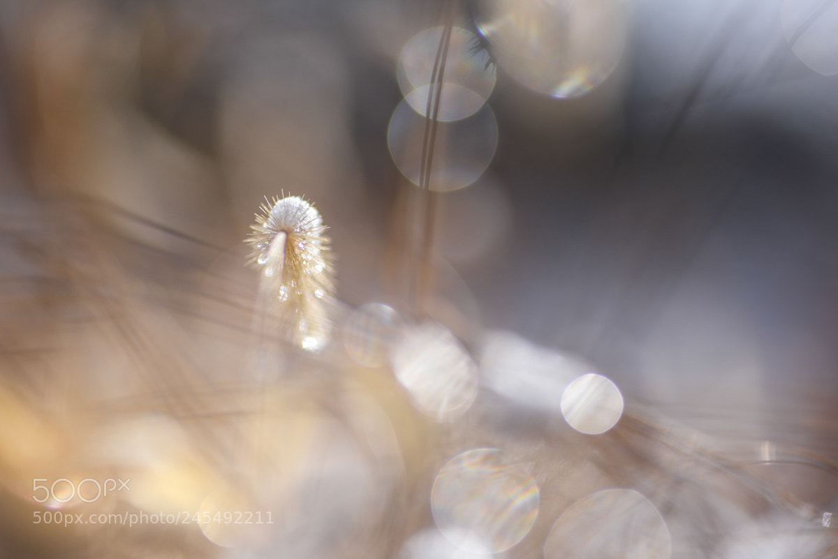 Nikon D810 sample photo. Foggy hedgehog photography