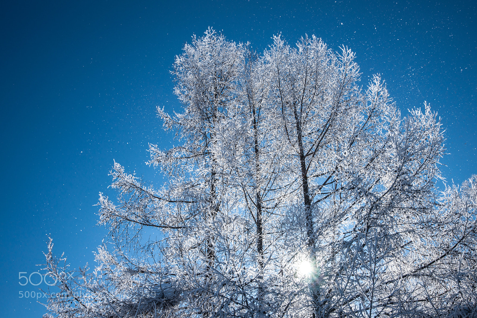 Sony Alpha DSLR-A900 sample photo. A winter breakaway fly photography