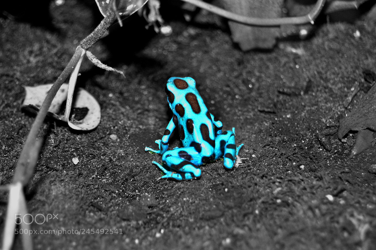 Nikon D90 sample photo. Niagarabwc photography