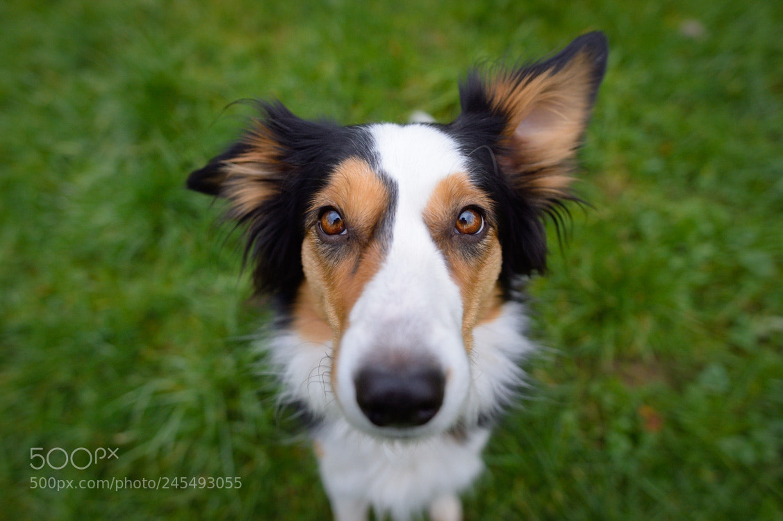 Nikon Df sample photo. Lucy photography
