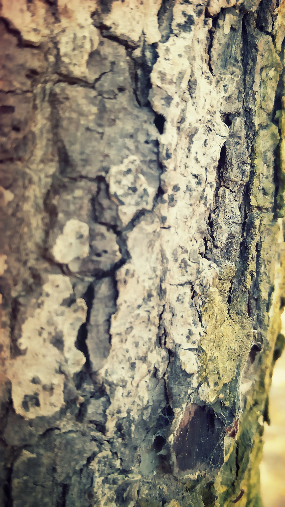 OnePlus 2 sample photo. I'm life for others photography