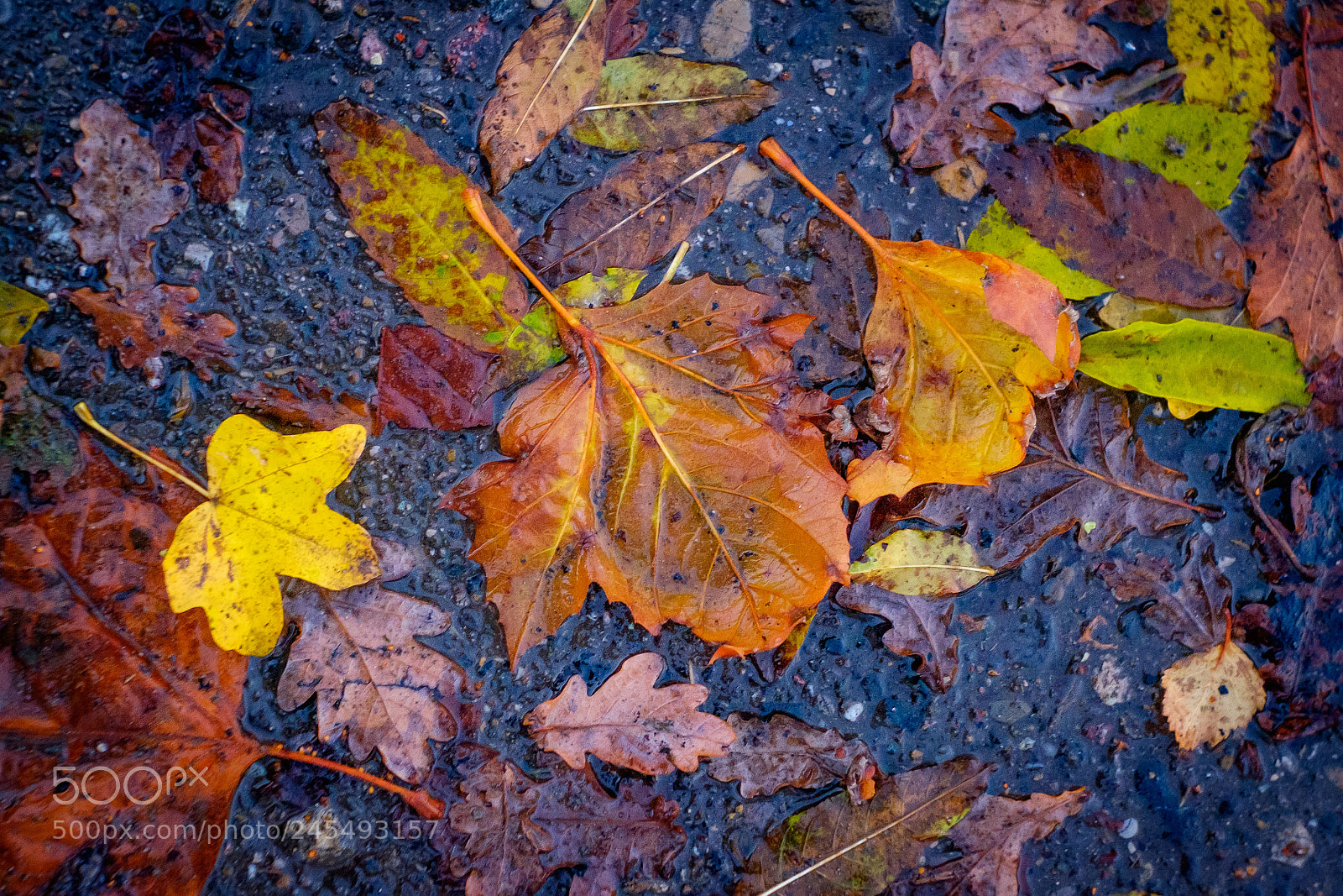 Fujifilm X-T10 sample photo. Colourful autumn foliage photography