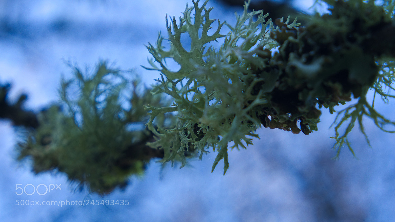 Samsung NX3000 sample photo. Branch photography