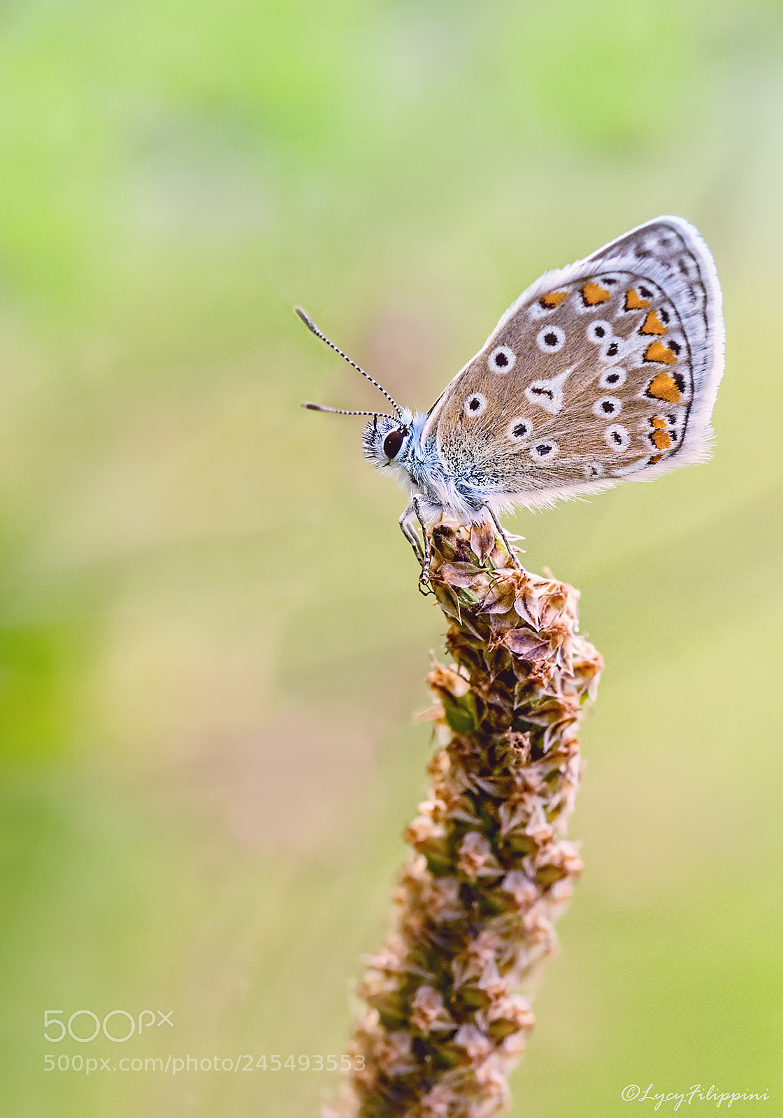 Olympus OM-D E-M1 sample photo. Small common blue.. photography