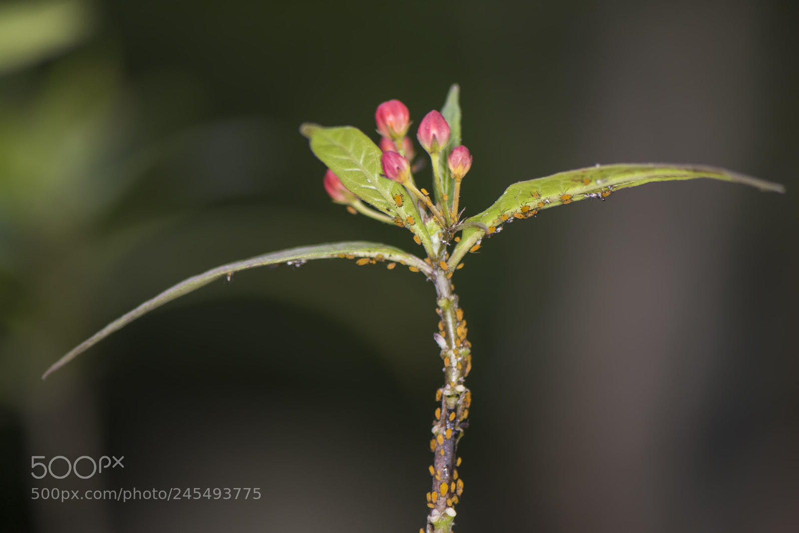 Nikon D810 sample photo. Untitled photography