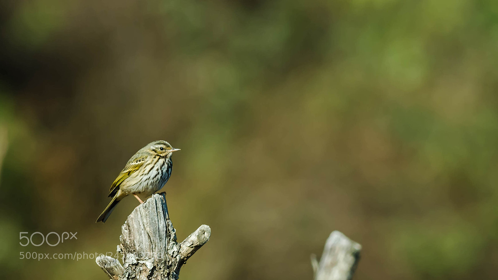 Nikon D5100 sample photo. I'm olive photography