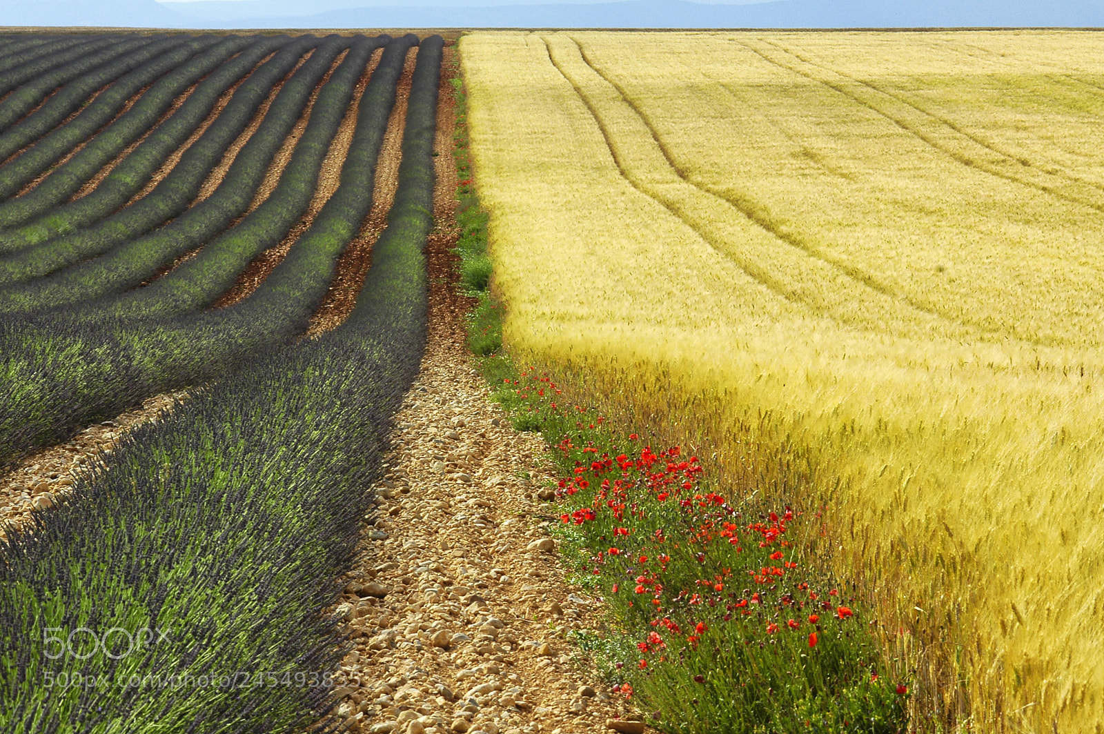 Nikon D70 sample photo. Valensole: fields of lavender photography