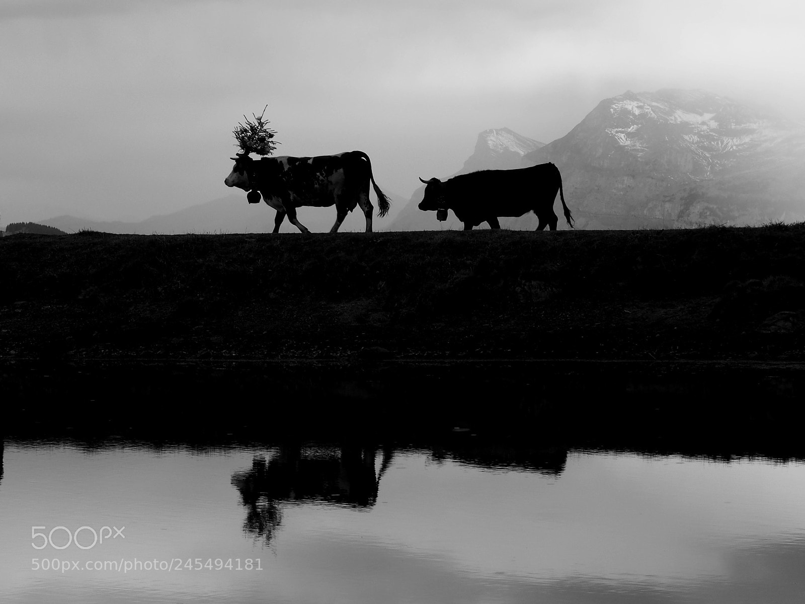 Olympus PEN E-PL6 sample photo. Mont blanc cows photography